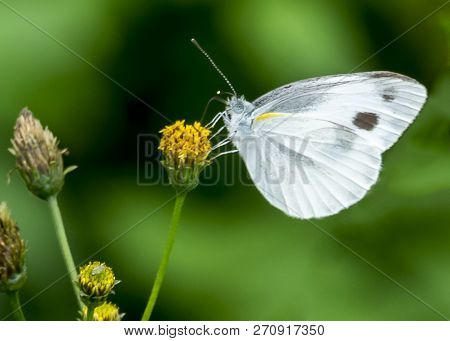 A Butterfly In Mon Cheam Of Chiang Mai, Thailand.