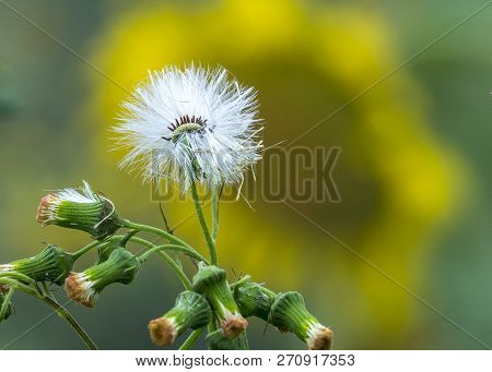 The Dandelion Flower In Mon Cheam Of Chiang Mai, Thailand.
