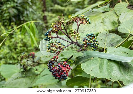 The Glorybower (clerodendrum Bungei) In Queen Sirikit Botanic Garden Of Chiang Mai, Thailand.