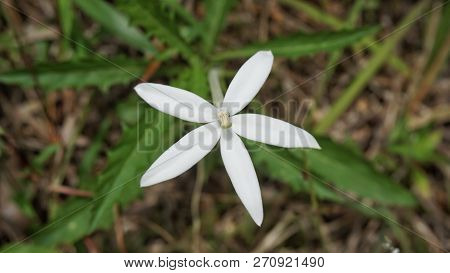 A Close Up Of A White Flower Found On Kledang Hill Located In Perak, Malaysia.