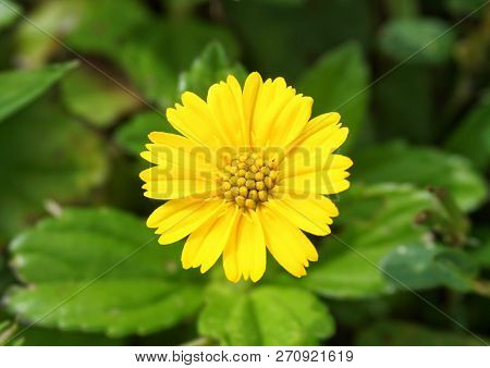 A Close Up Of A Yellow Flower Found On Kledang Hill Located In Perak, Malaysia.