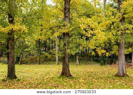 Countyside full of yellow leaves. Autumn is here
