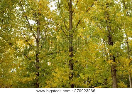 Countyside full of yellow leaves. Autumn is here