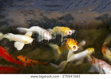 Blurred Motion Of Water And Fancy Carp Or Koi Fish Swimming At Water Pond In The Garden Of Coffee Sh
