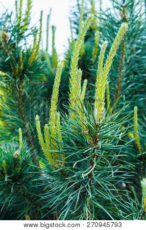 Young Shoots Of Pine In Early Spring.