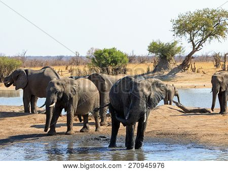 Waterhole At Nehimba With A Herd Of Elephants Taking A Drink.  Hwange National Park, Zimbabwe, South