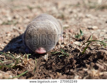 lesser mole rat ( nannospalax leucodon ) in natural habitat