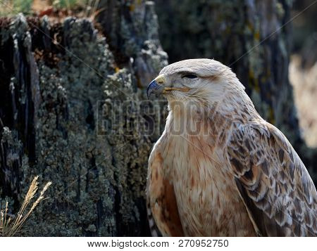 kite resting on rock (buteo rufinus)