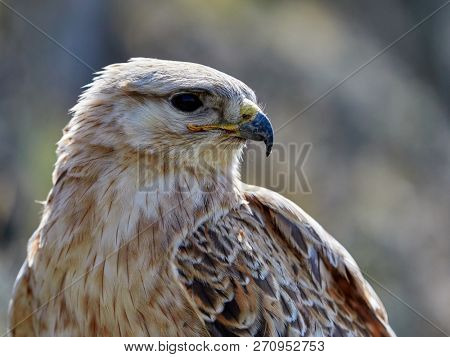 kite resting on rock (buteo rufinus)