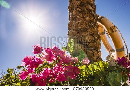Beautiful Landscape. Tropical Nature Scene. Palm Tree And Blue Sky. Summer Holiday And Vacation Conc