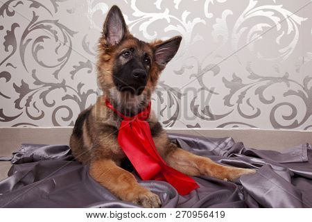 The Lovely German Shepherd Dog With The Red Ribbon.the Cute Portrait Of The German Shepherd Dog Lyin