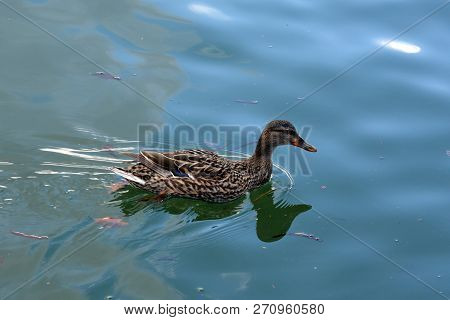 Female Wild Duck Anas Is Swimming In The Water