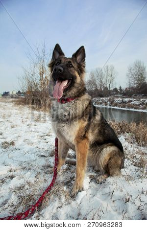 German Shepherd In The Outdoor,winter Time, Snow Land.the Portrait Of The German Shepherd In The Win
