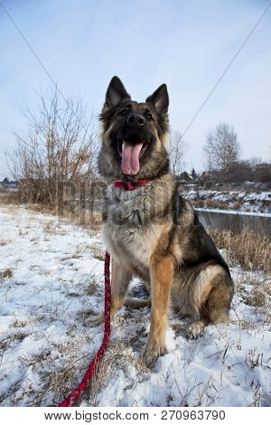 German Shepherd In The Outdoor,winter Time. Snow Land.
The Portrait Of The German Shepherd In The Wi