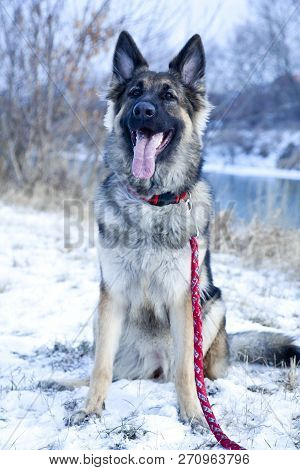 Portrait Of The German Shepherd Dog In The Winter Time, Snow Land.