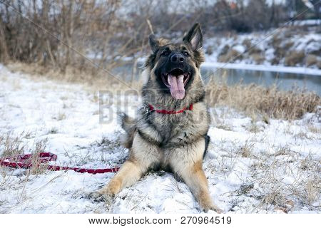 The Portrait Of The German Shepherd Dog Lying On The Snow. Winter Time. Snow Land.