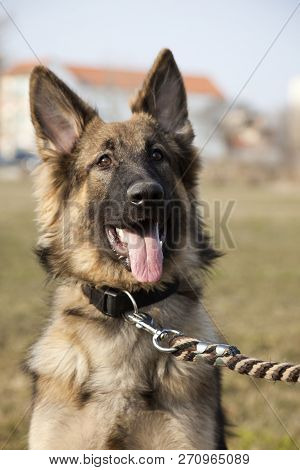 The Portrait Of The German Shepherd, Outdoor.