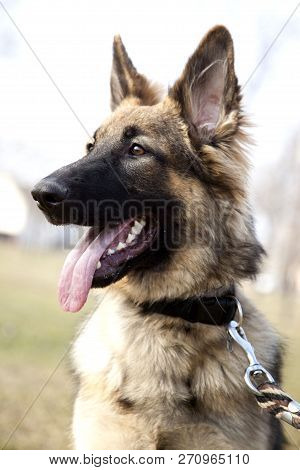 The Portrait Of The German Shepherd. Outdoor. Watching.
