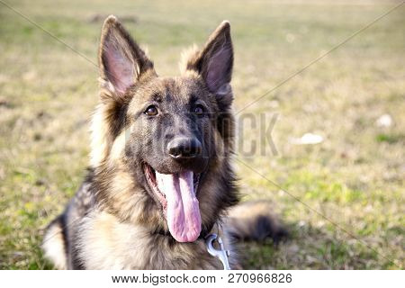 The Portrait Of The German Shepherd Lying On The Grass, Outdoor.