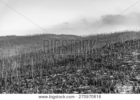 Devasted Forest In Caues Of Bark Beetle Infestation. Sumava National Park And Bavarian Forest, Czech