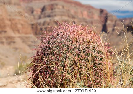 nature, botany and floral concept - close up of barrel cactus growing in desert of grand canyon