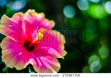 Close Up Of Chaba (hibiscus) Flower In Blooming During Morning Shine At, Thailand