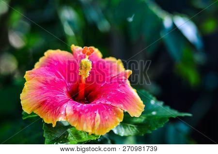 Close Up Of Chaba (hibiscus) Flower In Blooming During Morning Shine At, Thailand