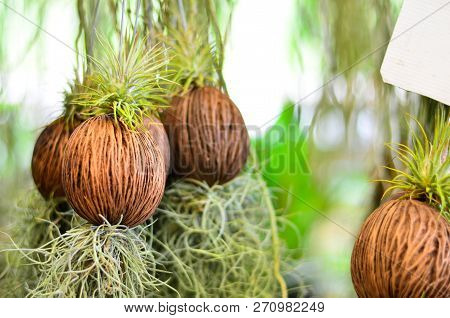 Fern Green Hang. Cerbera Odollam Or Pong-pong. Coconut Shell. (selective Focus)