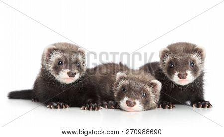 Group Of Ferret Puppies Lying On A White Background. Baby Animal Theme