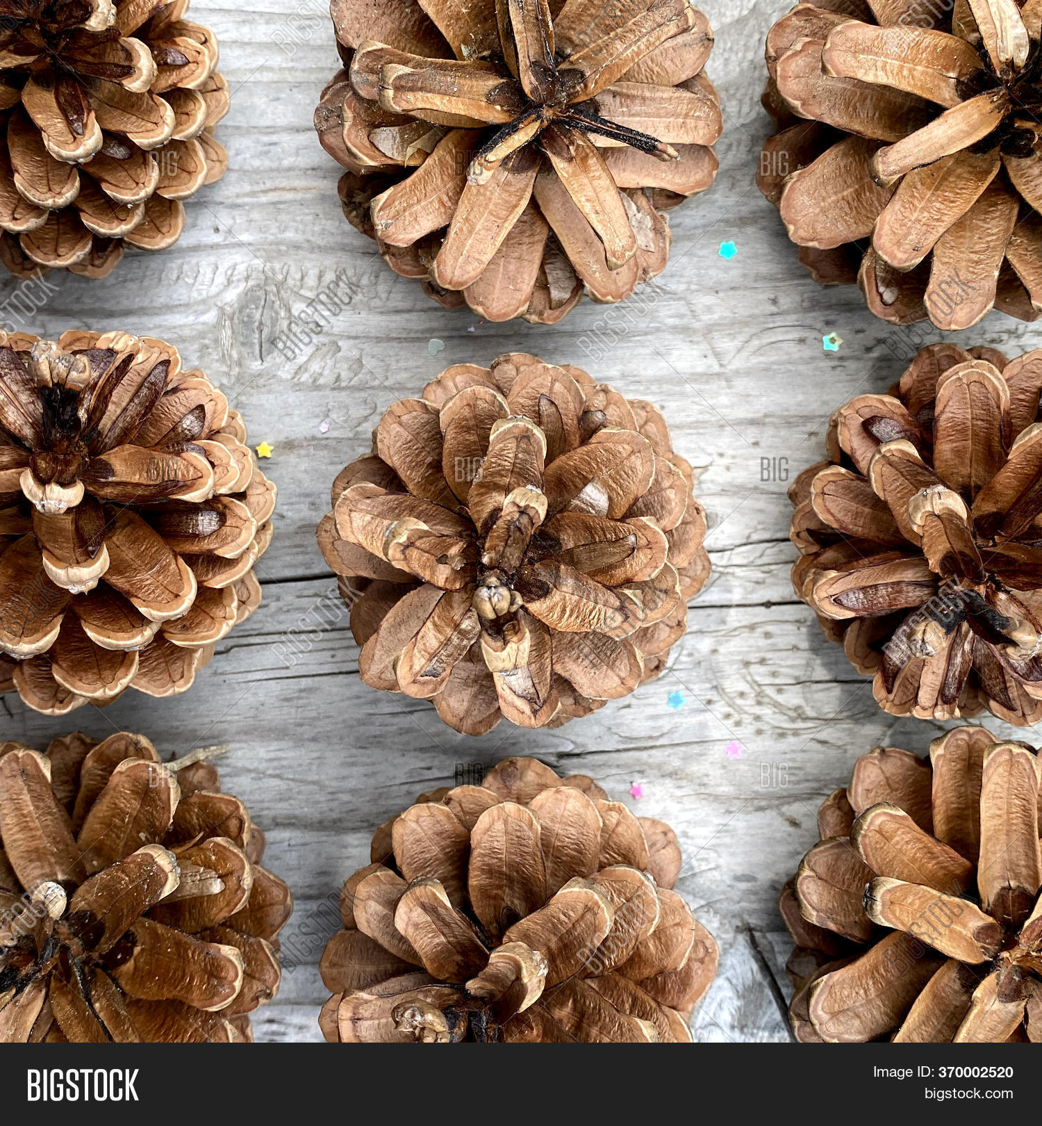 Pine Cones. Tree Seeds Image & Photo (Free Trial) Bigstock