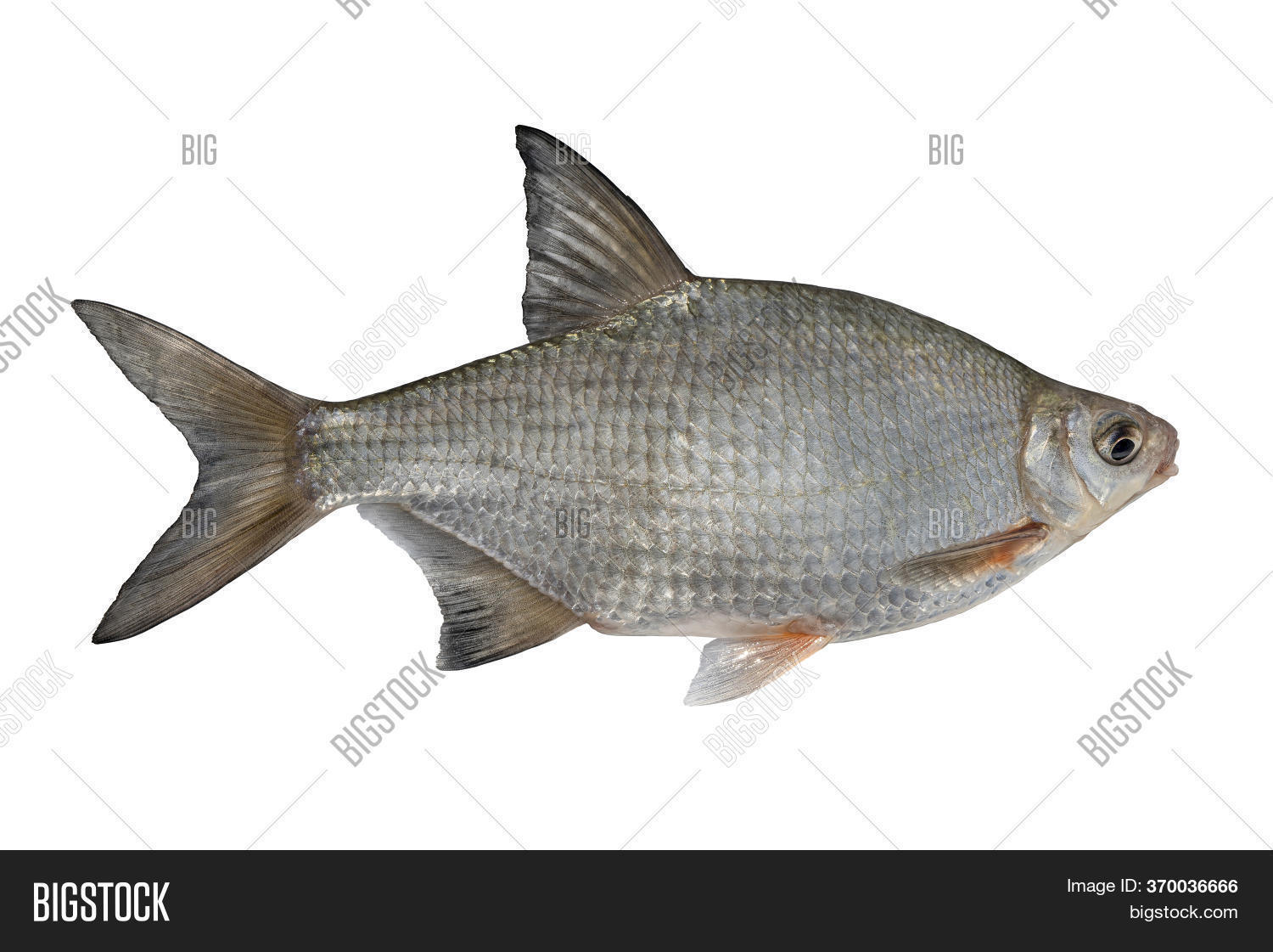 Fresh Alive Silver Image & Photo (Free Trial) | Bigstock