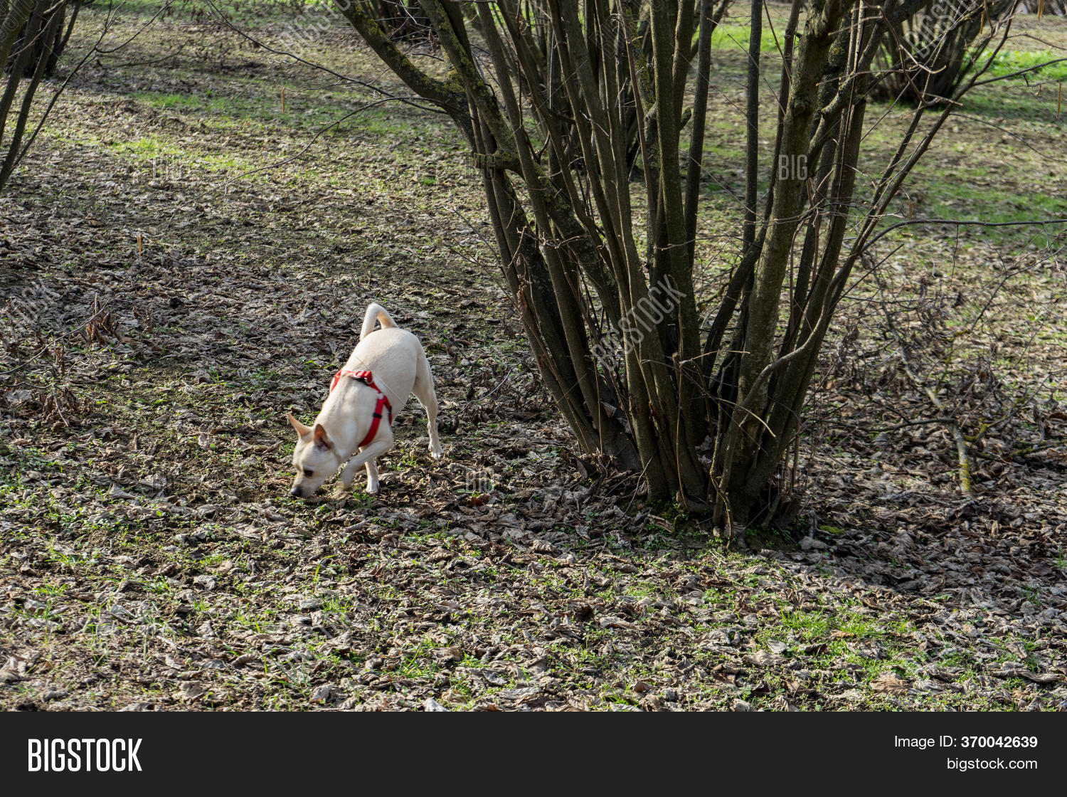 Young Truffles Dog Image & Photo (Free Trial) Bigstock