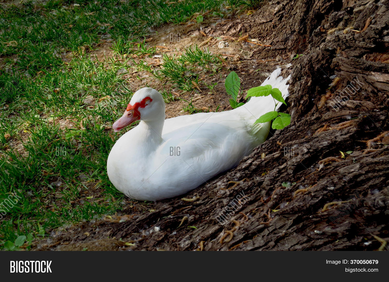 White Duck Sleeps Noon Image & Photo (Free Trial) Bigstock