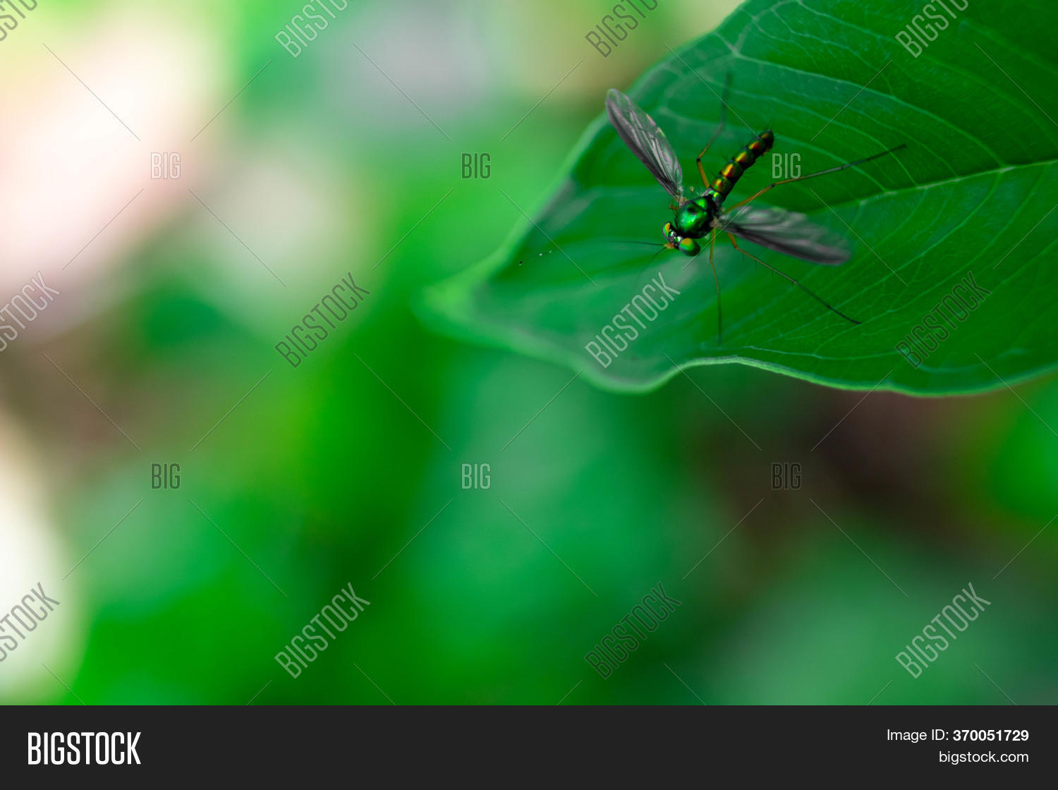 Small Colorful Insects Image & Photo (Free Trial) | Bigstock