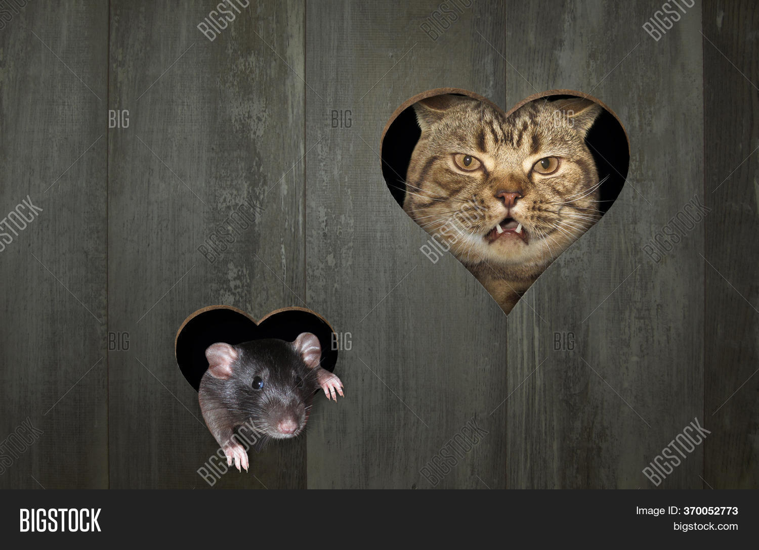 Ginger Cat Black Rat Image & Photo (Free Trial) | Bigstock