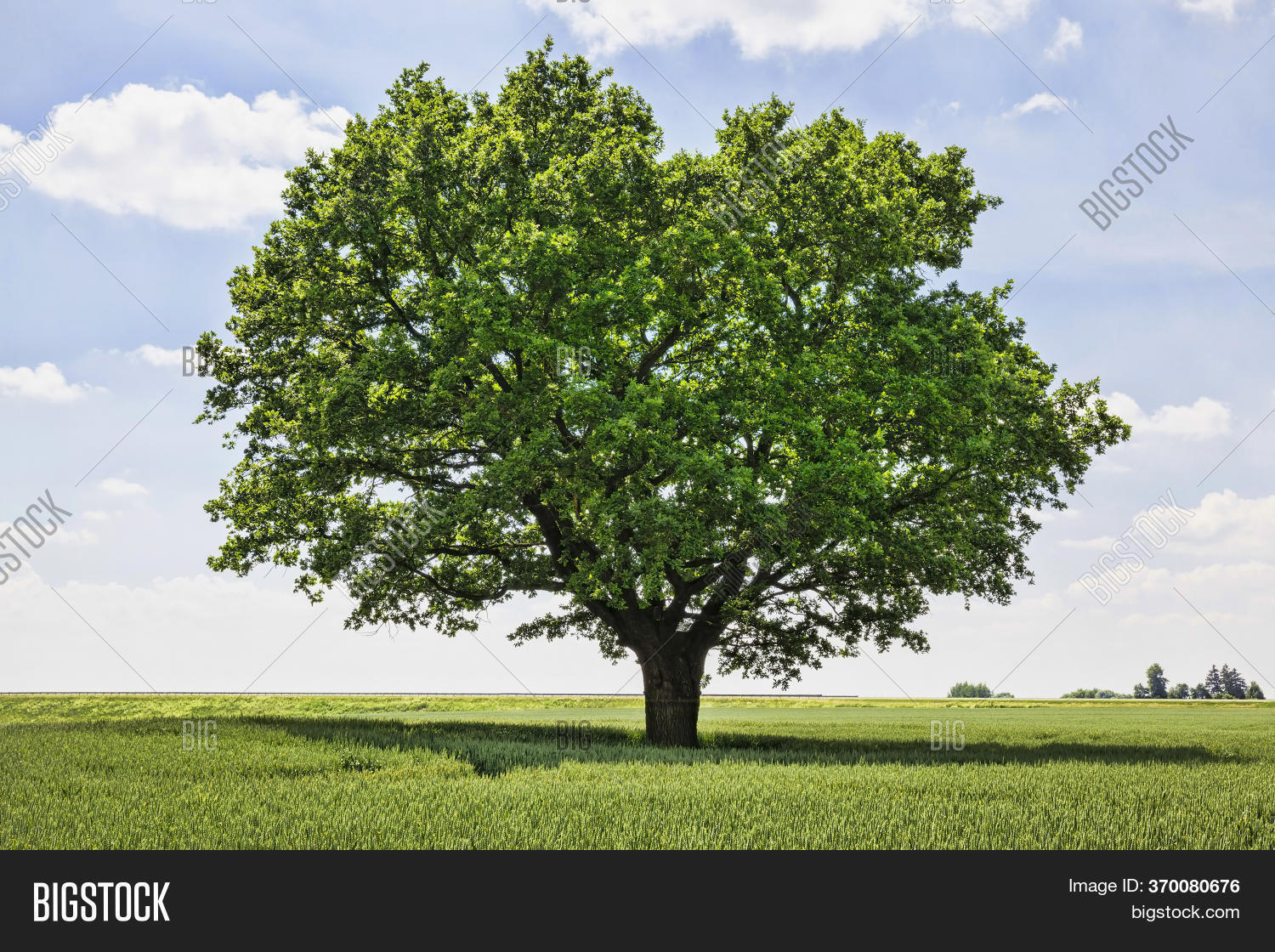 One Oak Tree Growing Image & Photo (Free Trial) Bigstock
