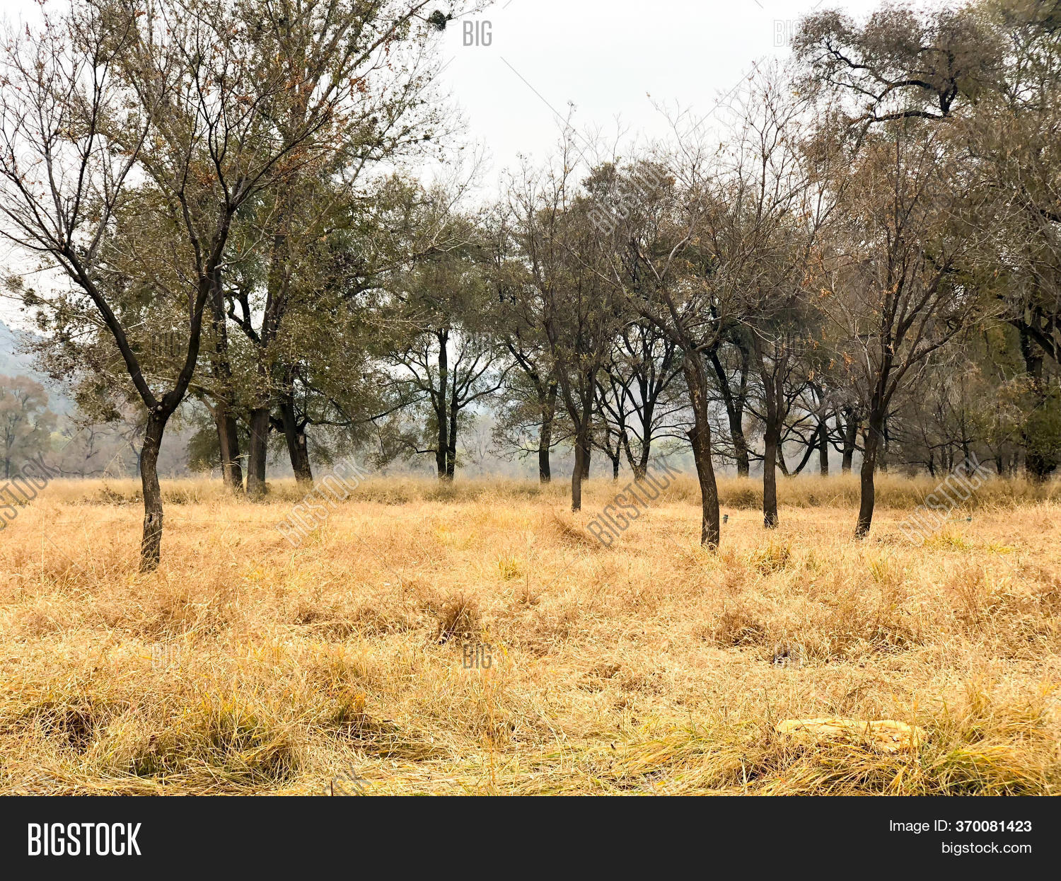 View Yellow Dry Grass Image & Photo (Free Trial) Bigstock
