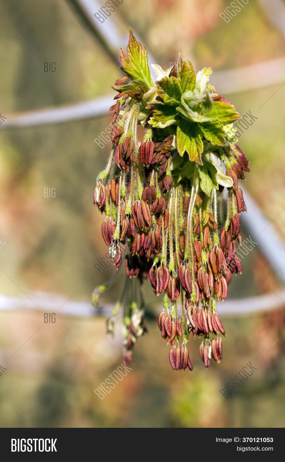 Beautiful Maple Tree Image & Photo (Free Trial) Bigstock