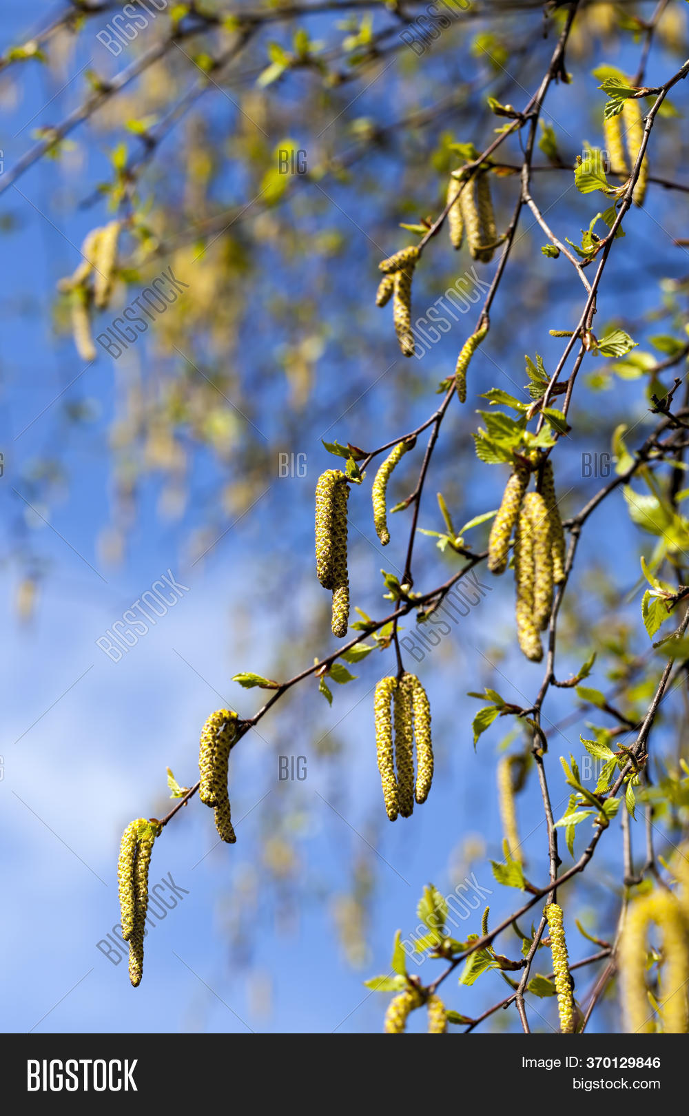 Real Birch Tree Image & Photo (Free Trial) Bigstock