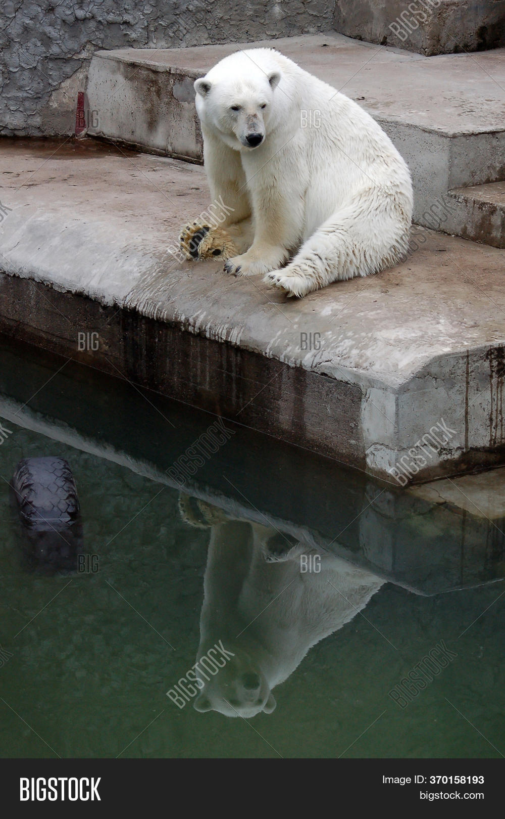 Lazy White Polar Bear Image & Photo (Free Trial) Bigstock
