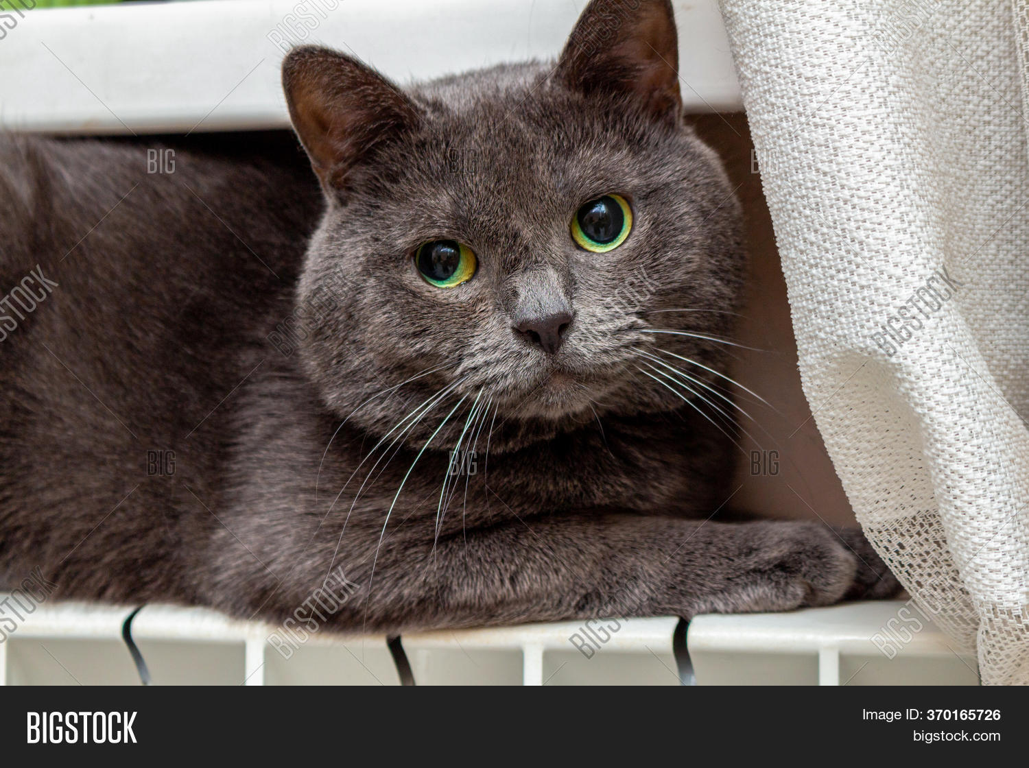 Cat Trying Keep Warm Image & Photo (Free Trial) Bigstock