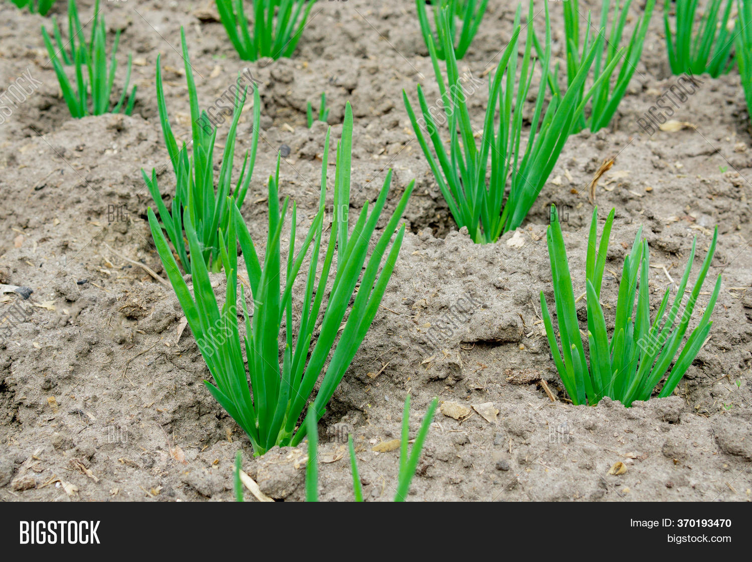Green Onions Garden, Image & Photo (Free Trial) Bigstock