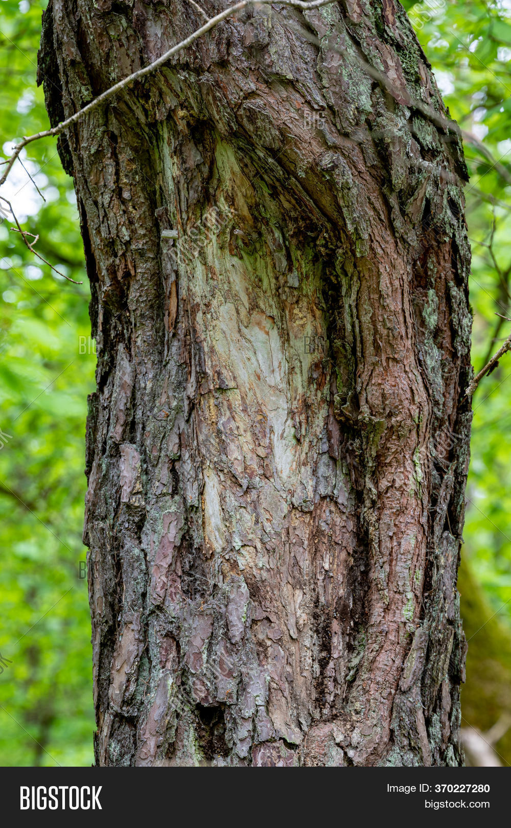 Damaged Pine Bark. Image & Photo (Free Trial) Bigstock