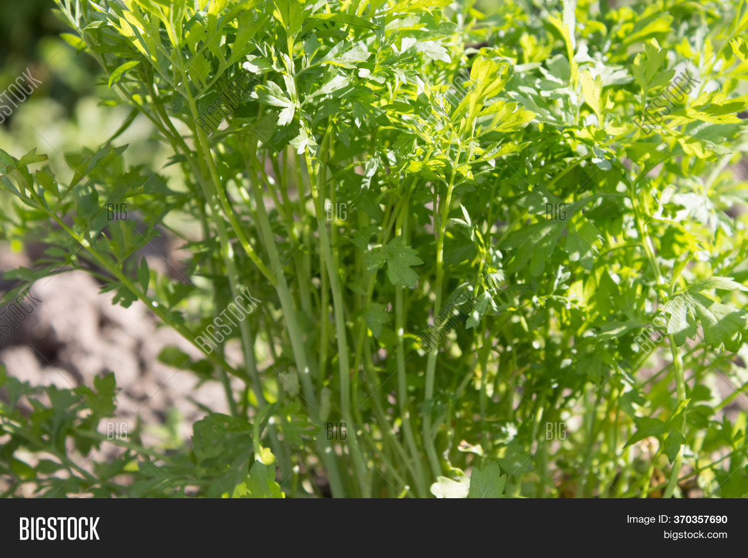 Young Parsley On Image & Photo (Free Trial) Bigstock