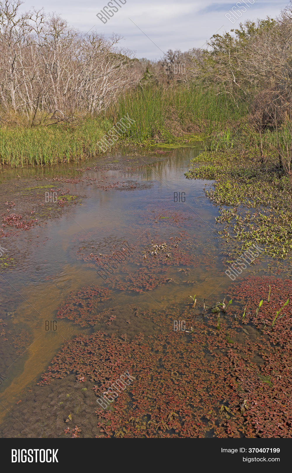 Diverse Habitat Image & Photo (Free Trial) Bigstock