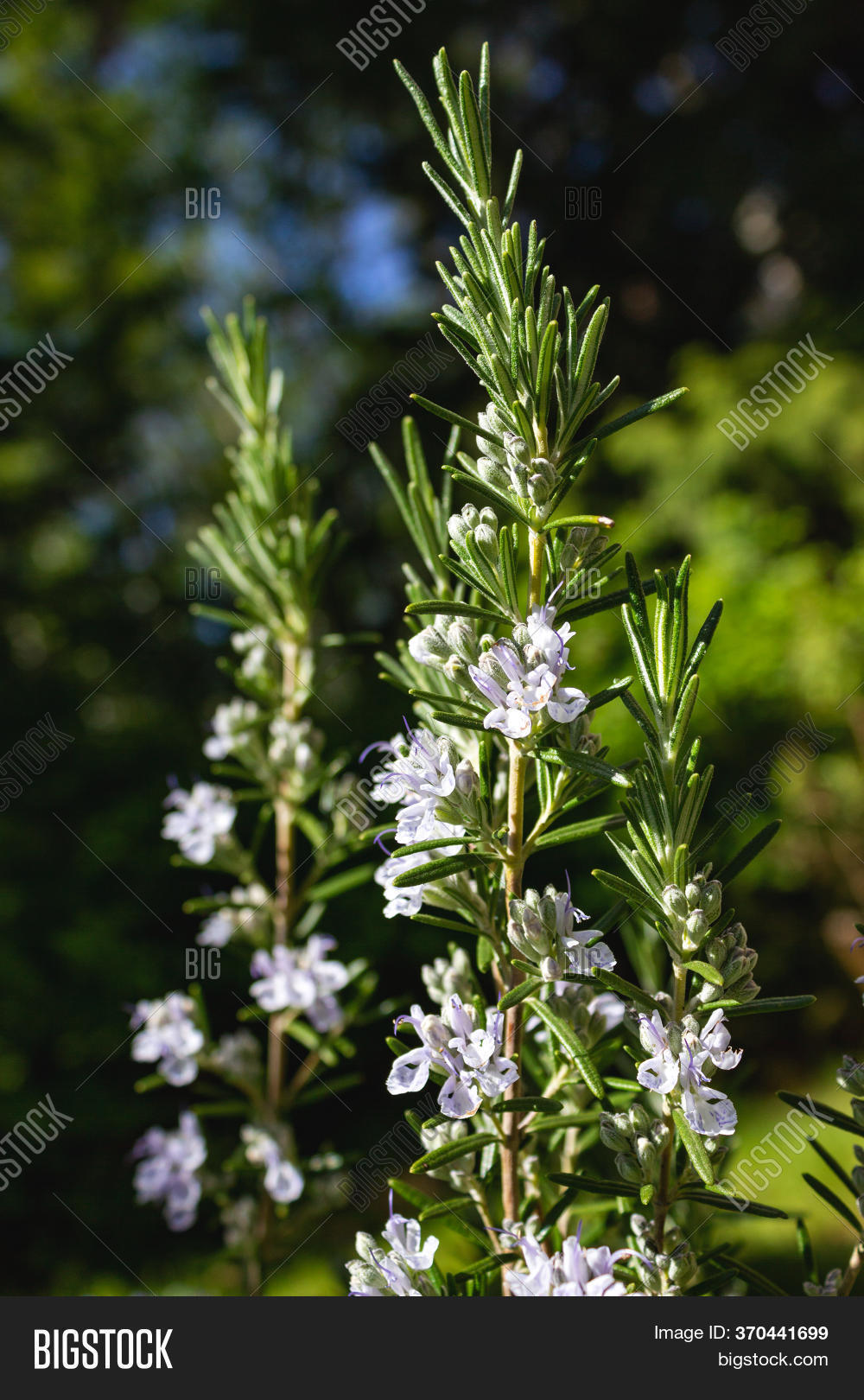 Rosemary Bush Plant Image & Photo (Free Trial) Bigstock