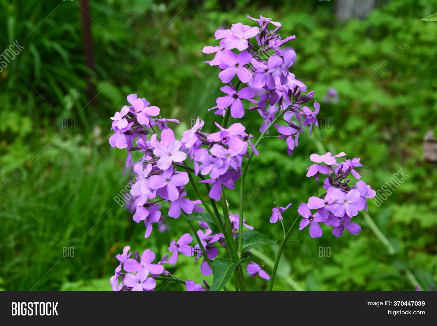 Purple Dame's Rocket Image & Photo (Free Trial) Bigstock