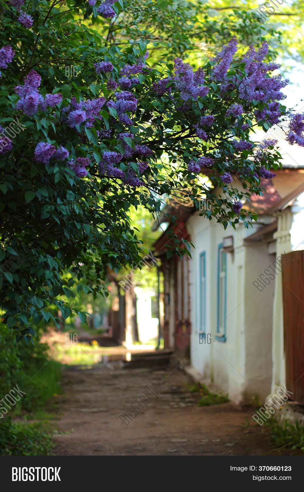 Blossom Lilacs Tree Image & Photo (Free Trial) Bigstock