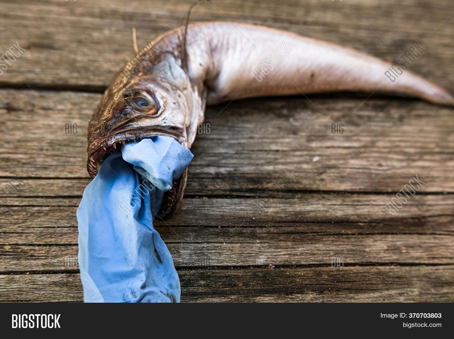 Ocean Cod Fish Dead Image & Photo (Free Trial) Bigstock