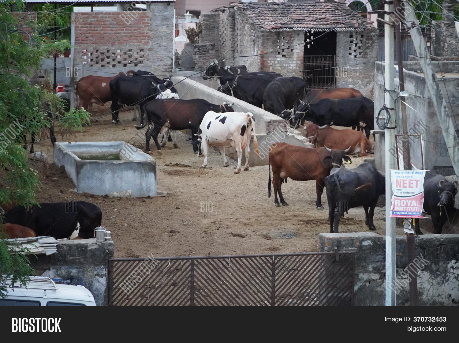 Many Brown, White, Image & Photo (Free Trial) Bigstock